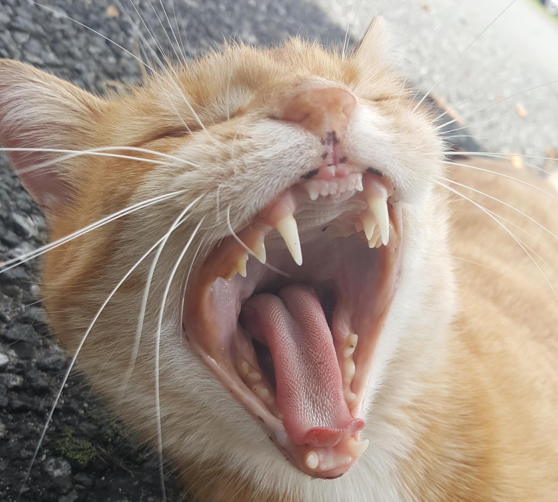Кошка без зубов. Ювенильный гингивит у кота.