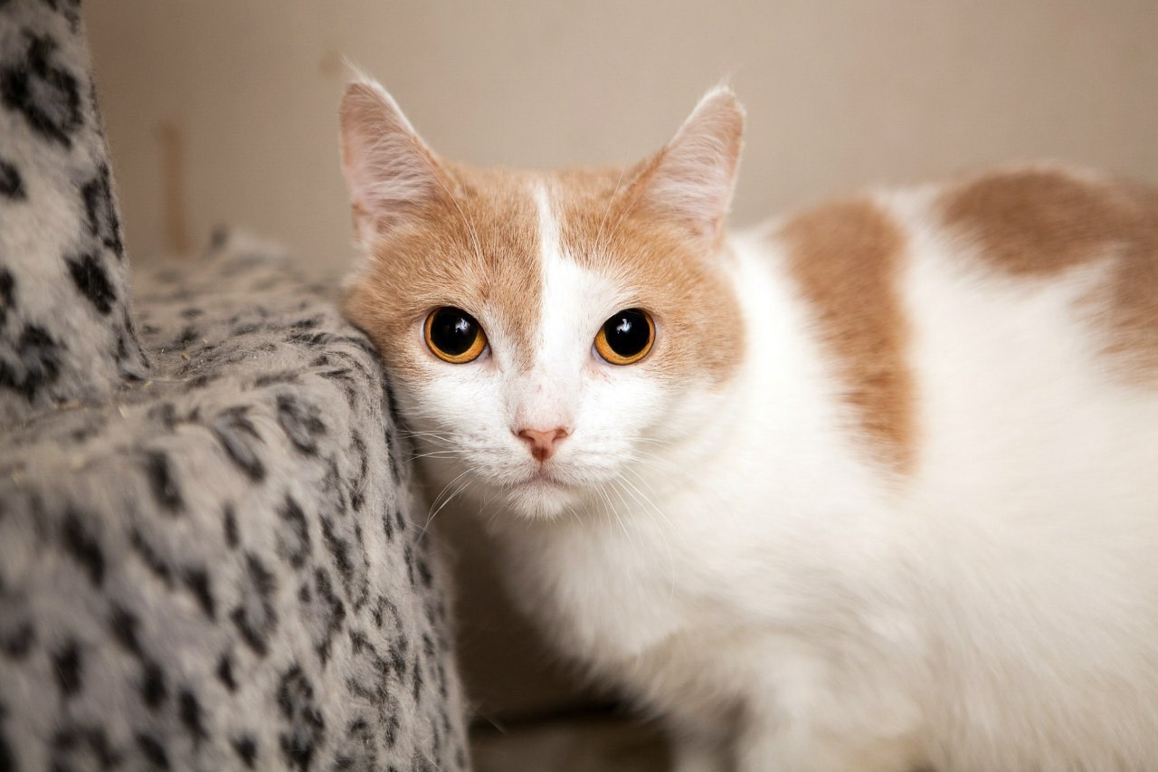 Рыже белый кот. Бело рыжая кошка. Рыже белый котенок. Кошки с рыжими ушами. Порода кошек белые с рыжими ушами