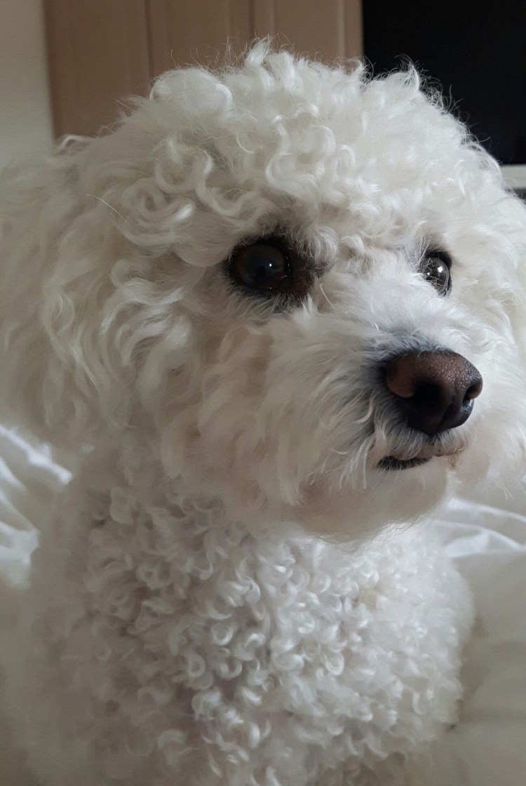 Пудель Бишон фризе большой