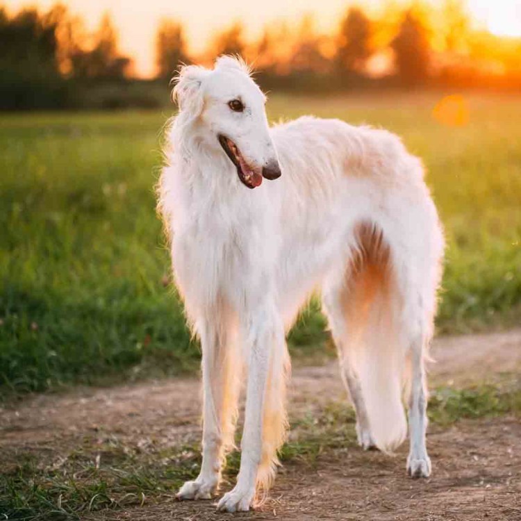 Русская псовая борзая