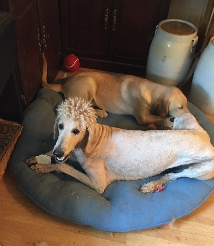 Порода собак бордер колли