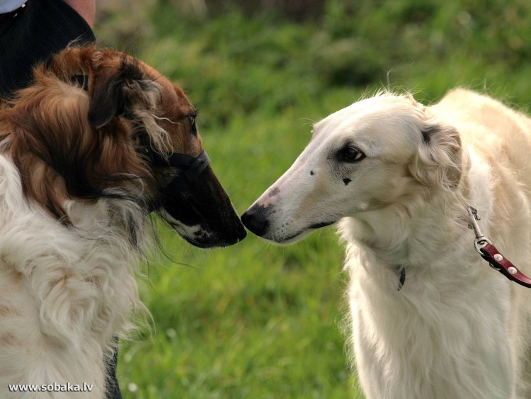 Русская псовая борзая волкодав