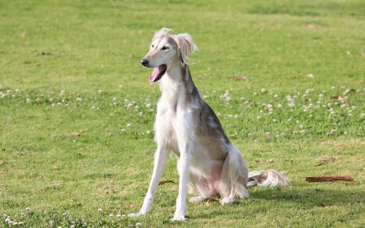 Пиренейская водяная собака