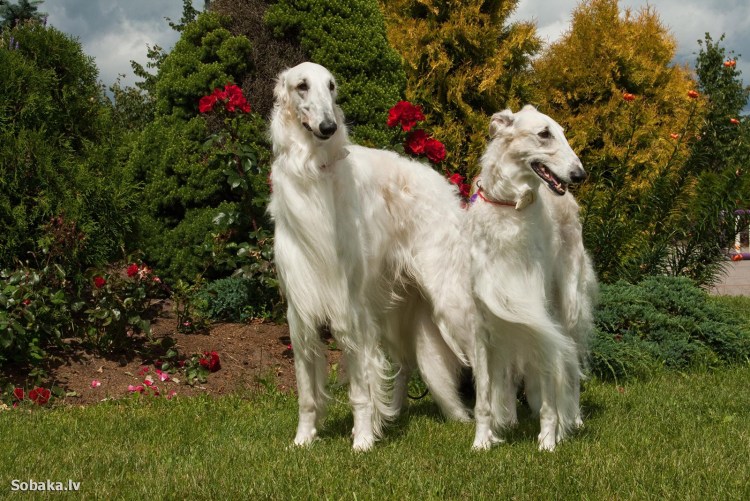 Русская псовая борзая волкодав