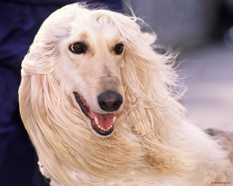 Среднеазиатский алабай