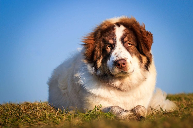 Воспитание собаки крупные породы