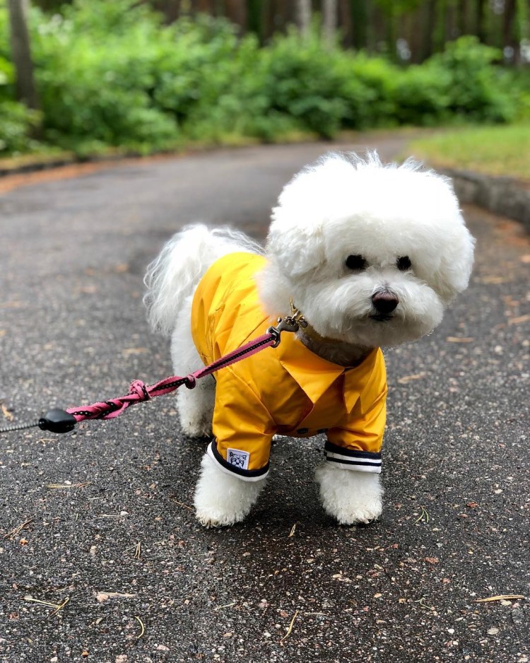 Сюткин и Бишон фризе