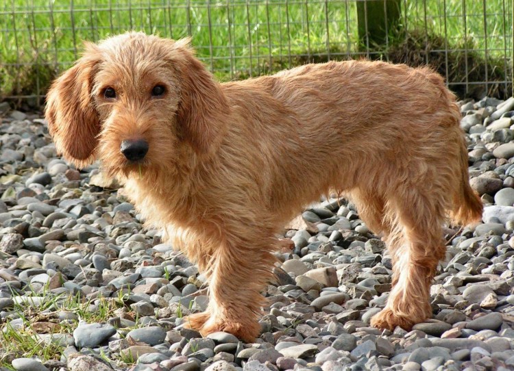 Русский кокер спаниель