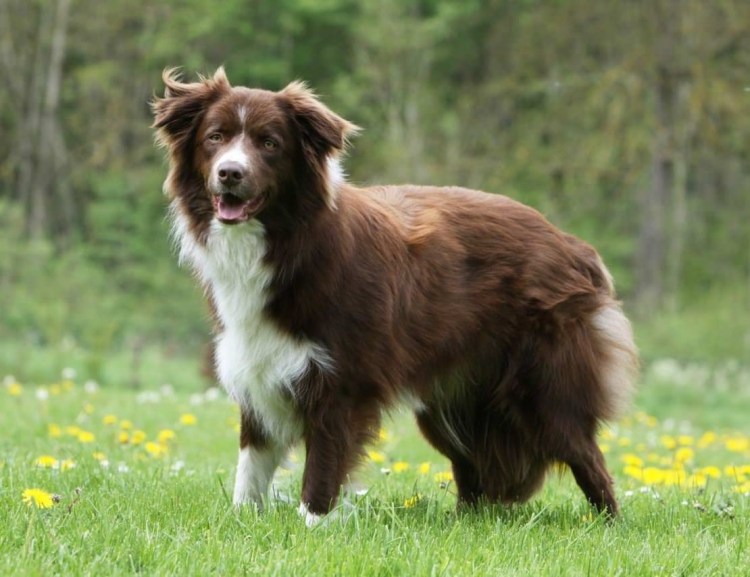 Русская гончая борзая