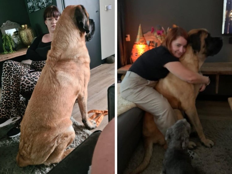 Гончая псовая борзая