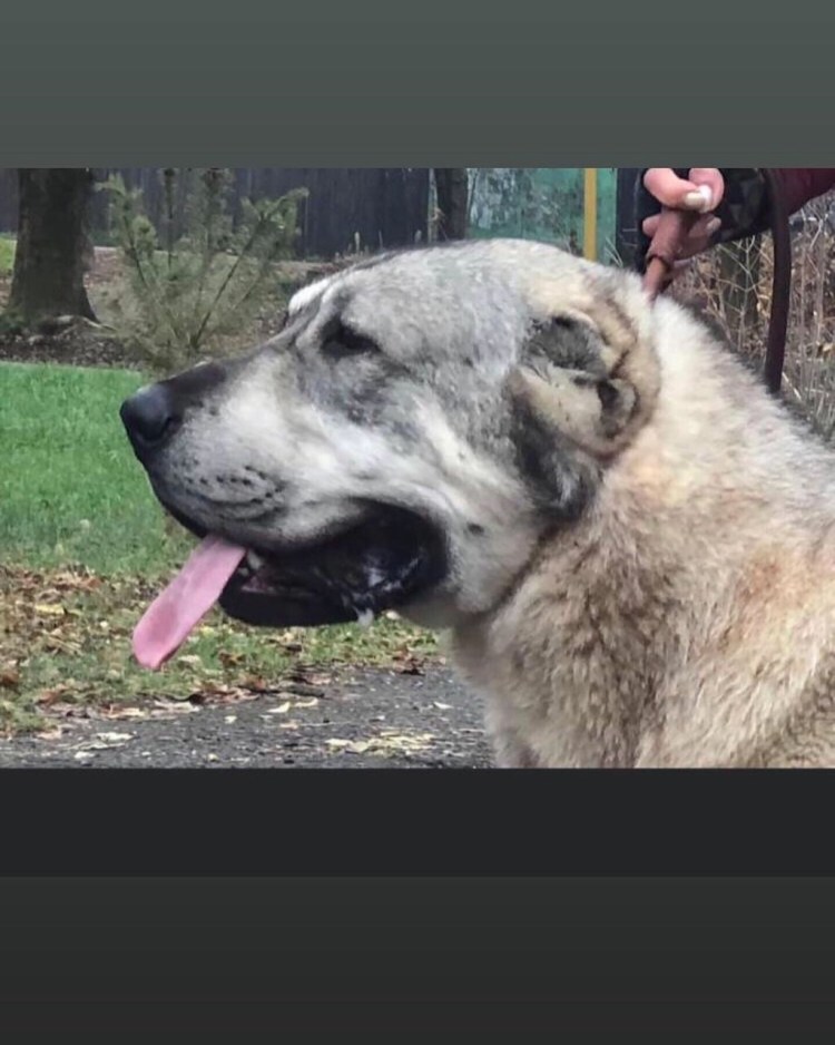 Порода Голдендудль