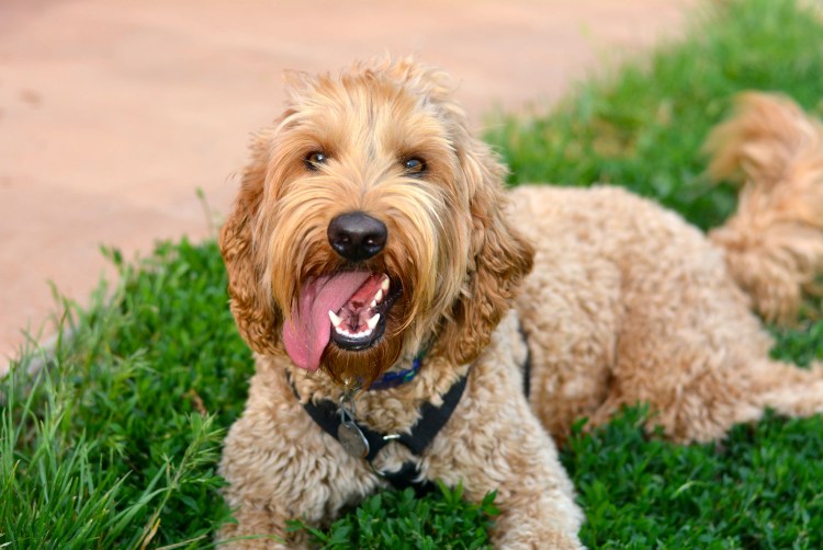 Ландсир порода