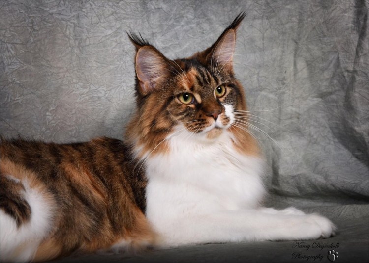 Мейн кун енотовидная кошка