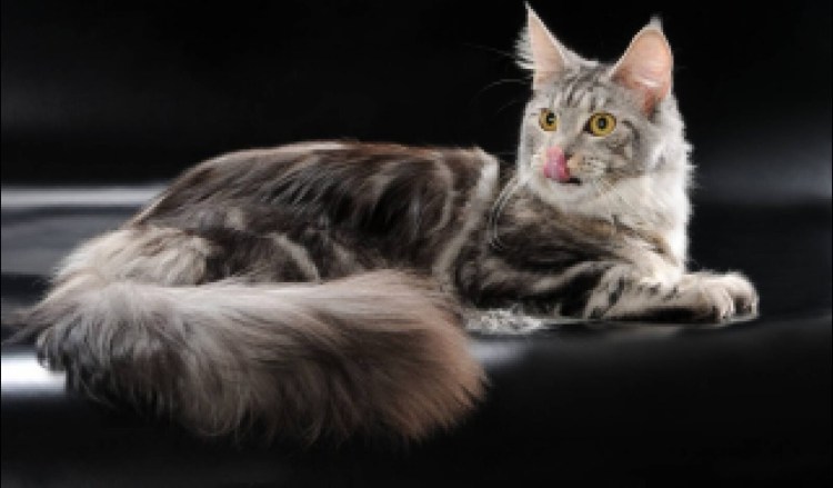 Кошек породы Королевский Мейн кун