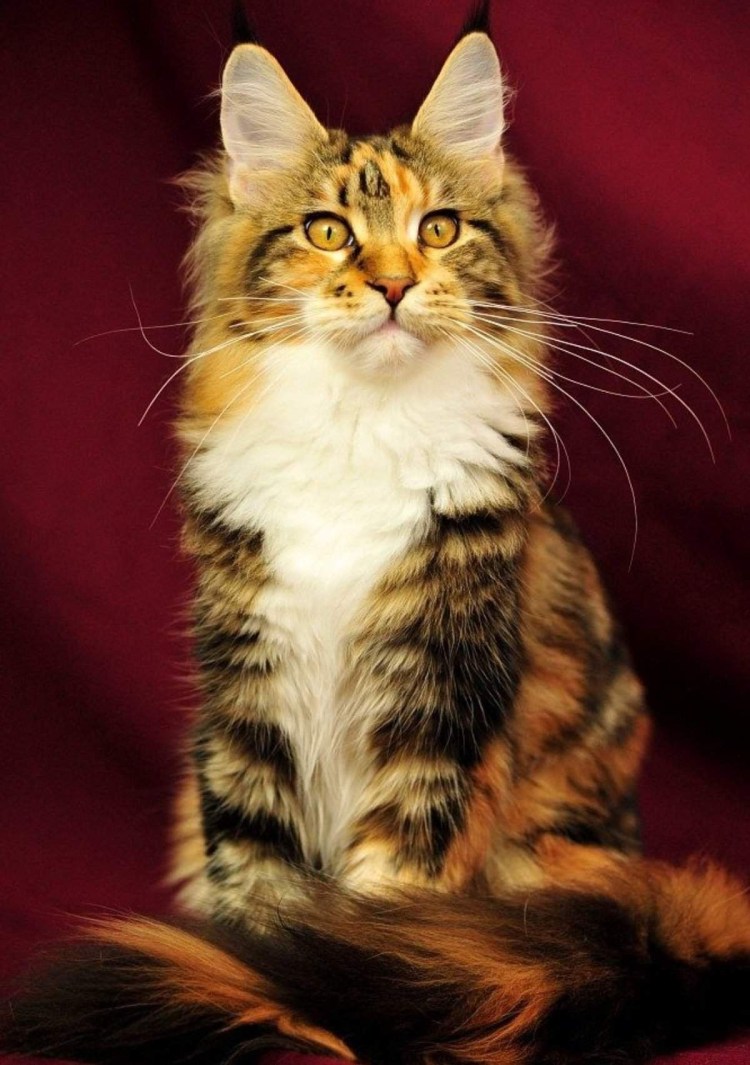 Кот Мейн кун