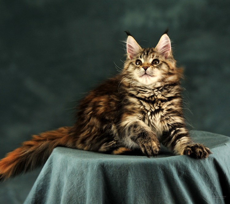 Кошка Мейн кун