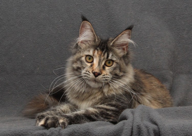 Длинношерстный Мейн кун