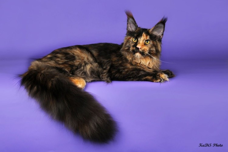 Котята породы Мейн кун