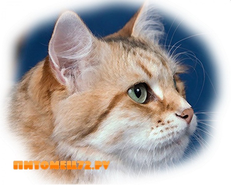 Профиль Мейн куна