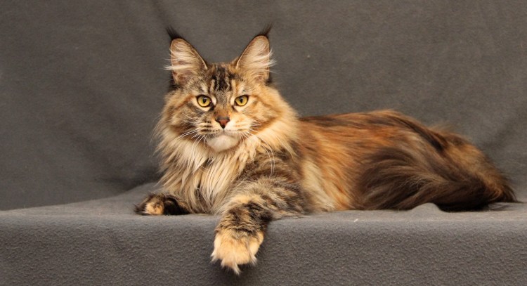 Порода котов Мейн кун