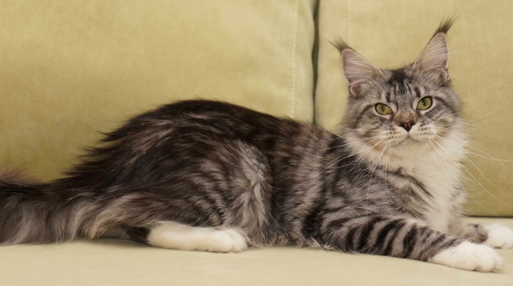 Мейн-кун по кличке Лотос