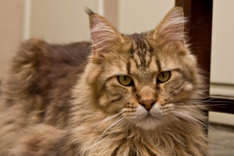 Саванна и Мейн кун