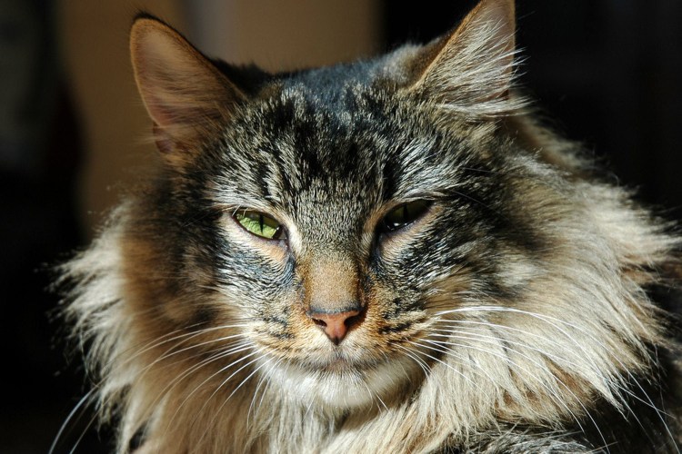 Кот шиншилла