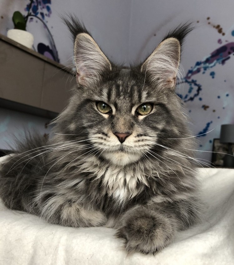 Мейн кун усы