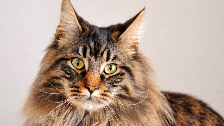 Европейский Мейн кун