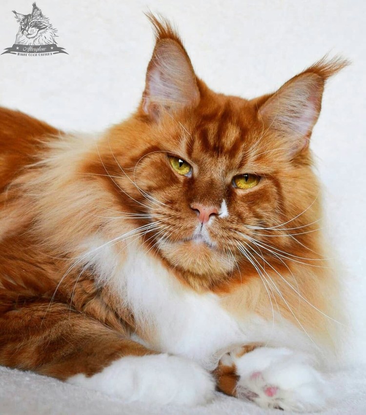 Мейн кун фото