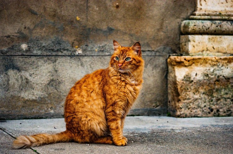 Кот на окне