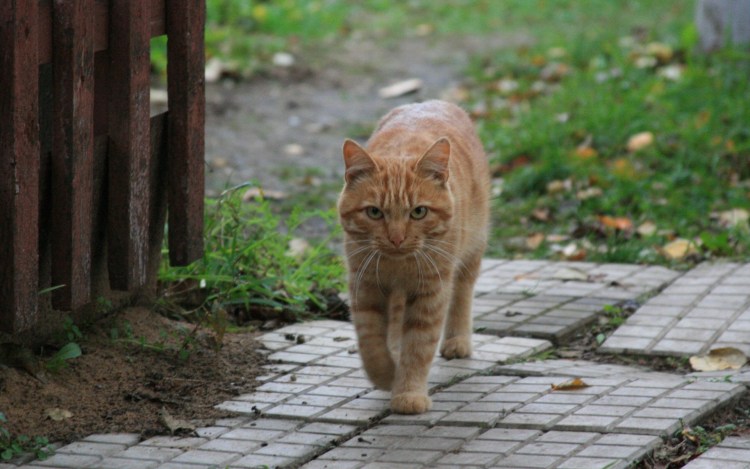 Потерялась кошка