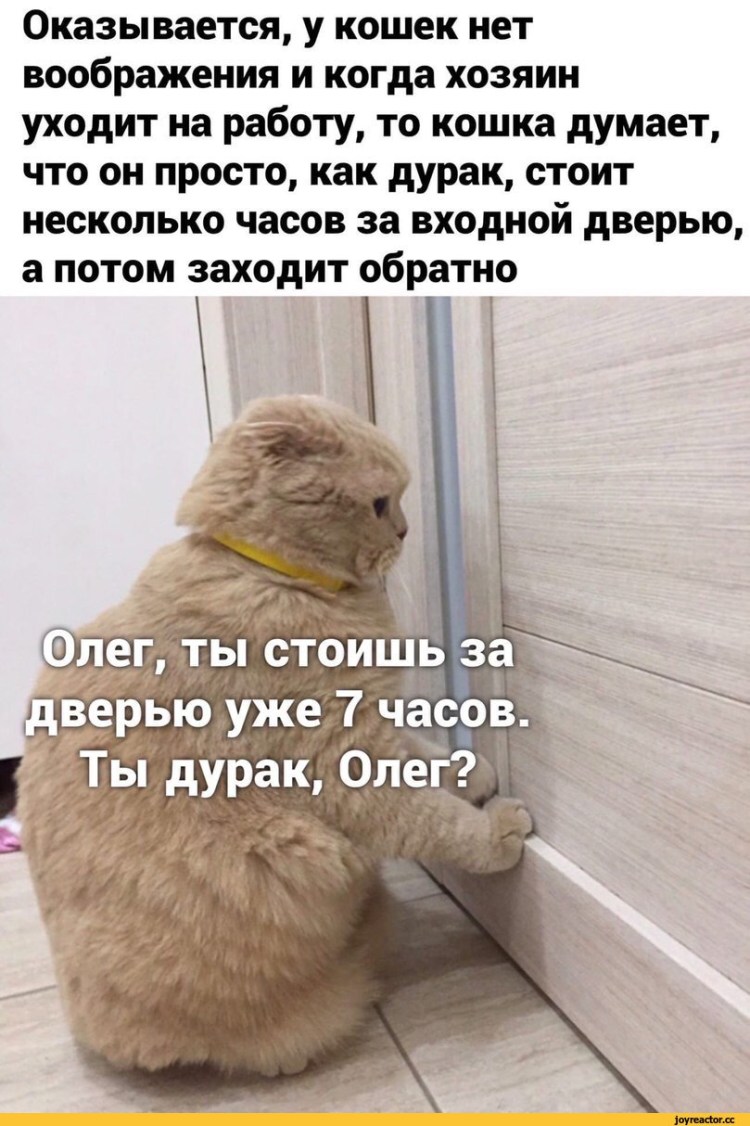 Уличная Koshka