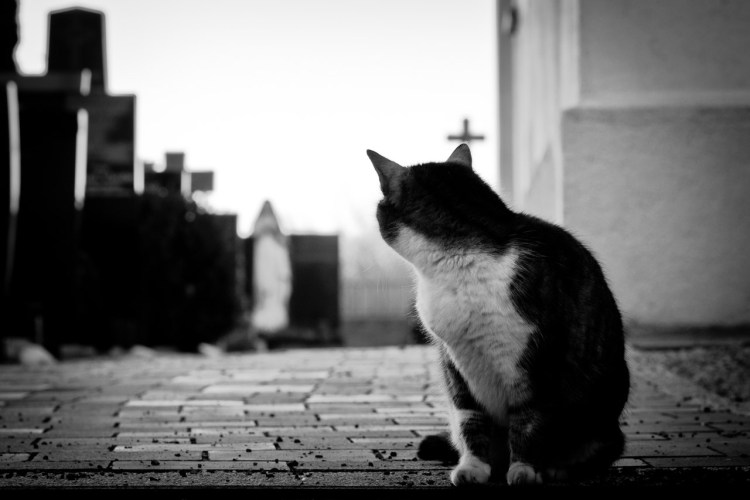 Кошка выглядывает