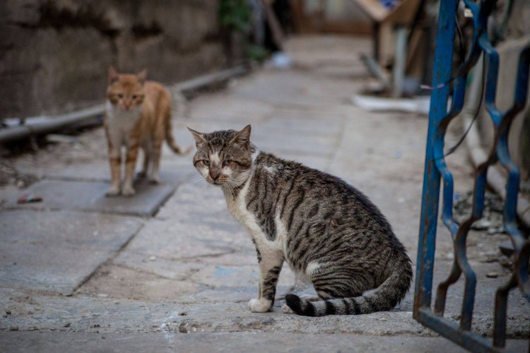 Котенок за дверью