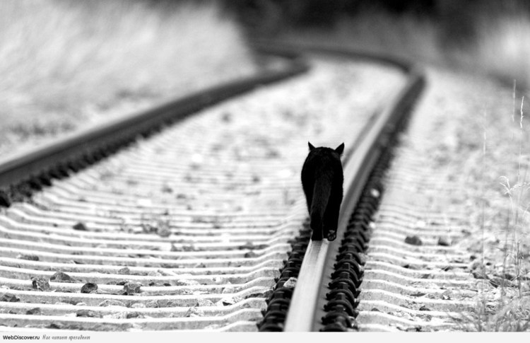 Рыжий кот на улице