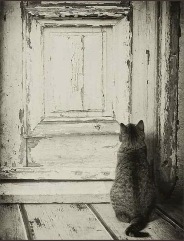 Кот в смешной обстановке