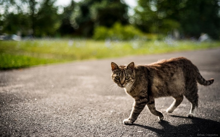 Хозяин вернулся домой