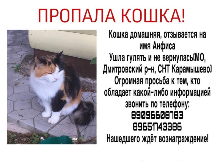 Черный кот уходит из дома