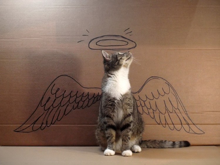 Дворовый чёрный кот