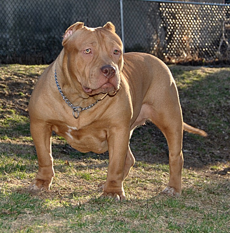 Бандог порода собак