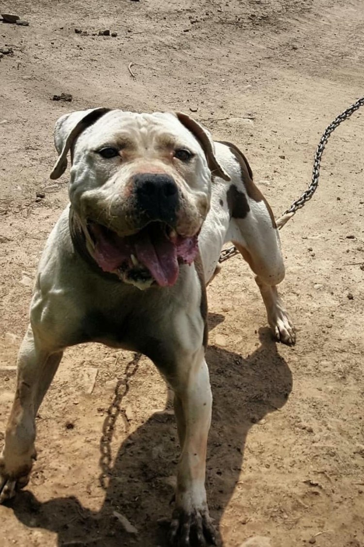 Мастиф Кане Корсо