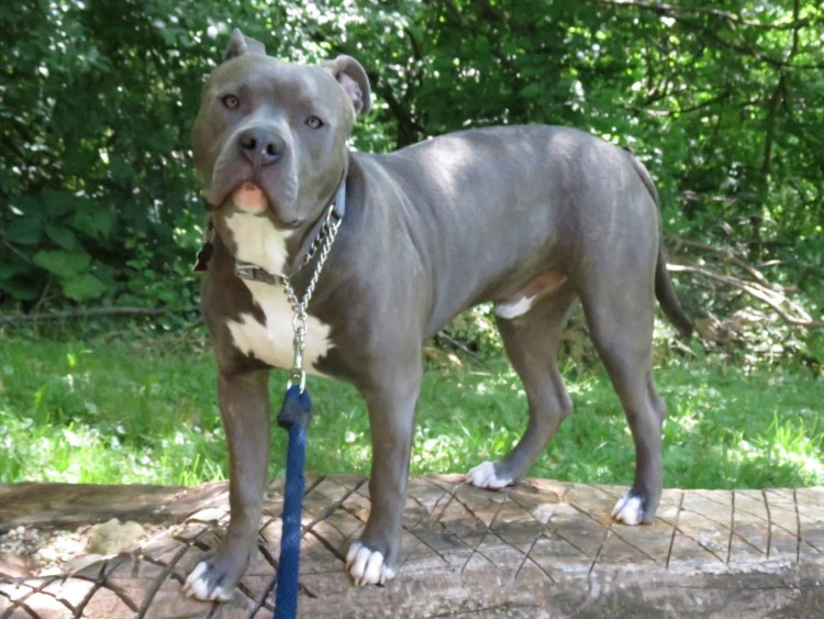 Канарский мастиф