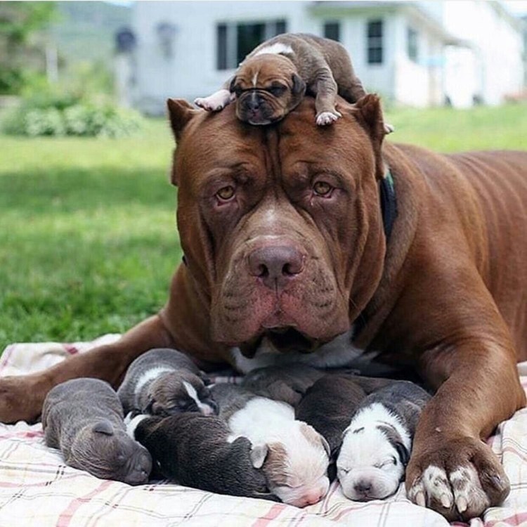 Американский булли гигант