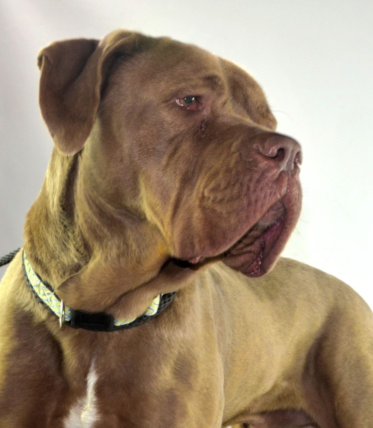 Питбуль мастиф