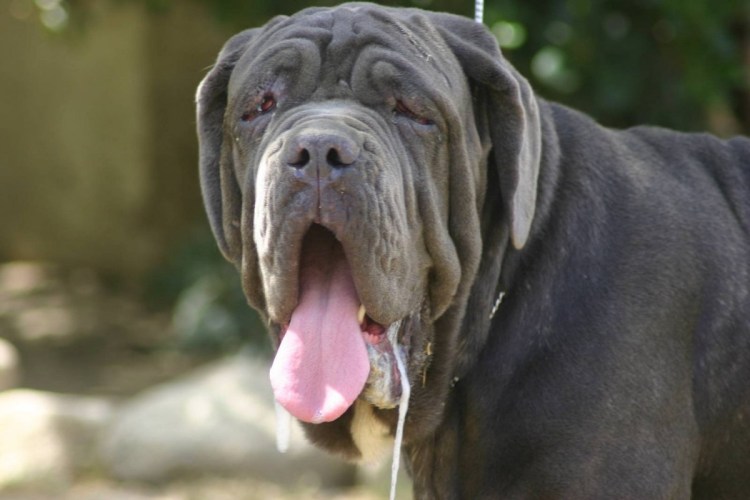 Американский бандог