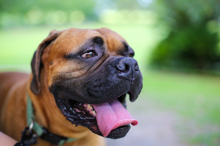 Собака американский бандог