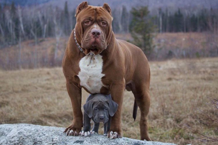 Американский бандог порода