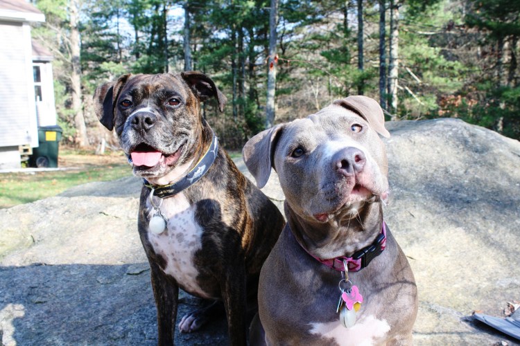 Американский бандог