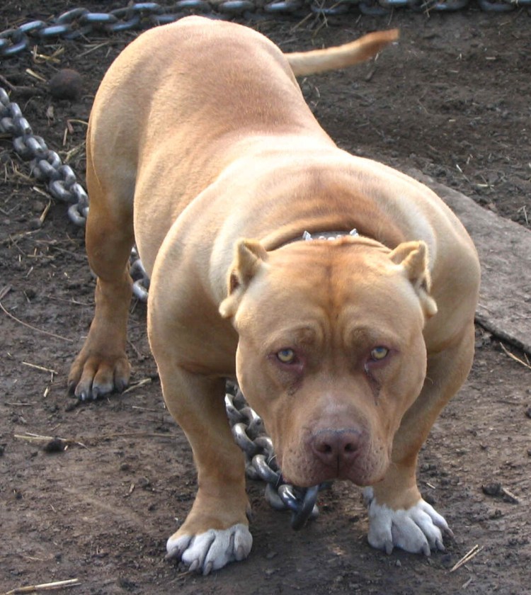 Пит Бульмастиф